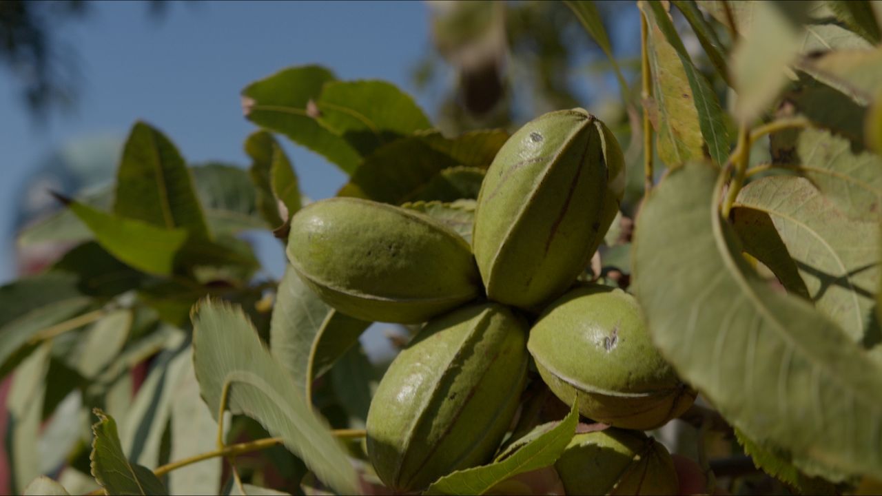When Life Gives You Lemons — frame 15. Director of Photography Patrick D. A. Webb.